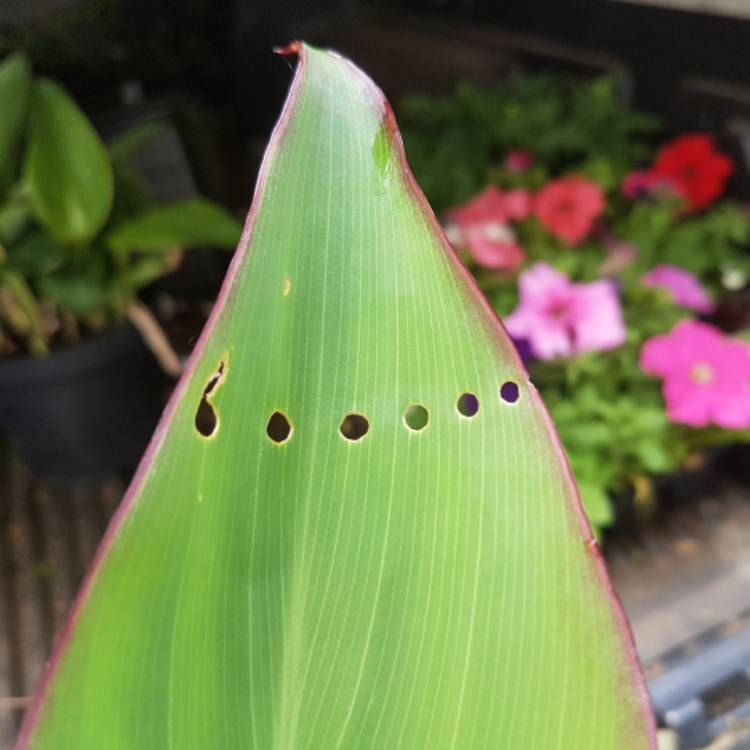 Plant image Canna 'Happy Emily' (Cannasol Series)