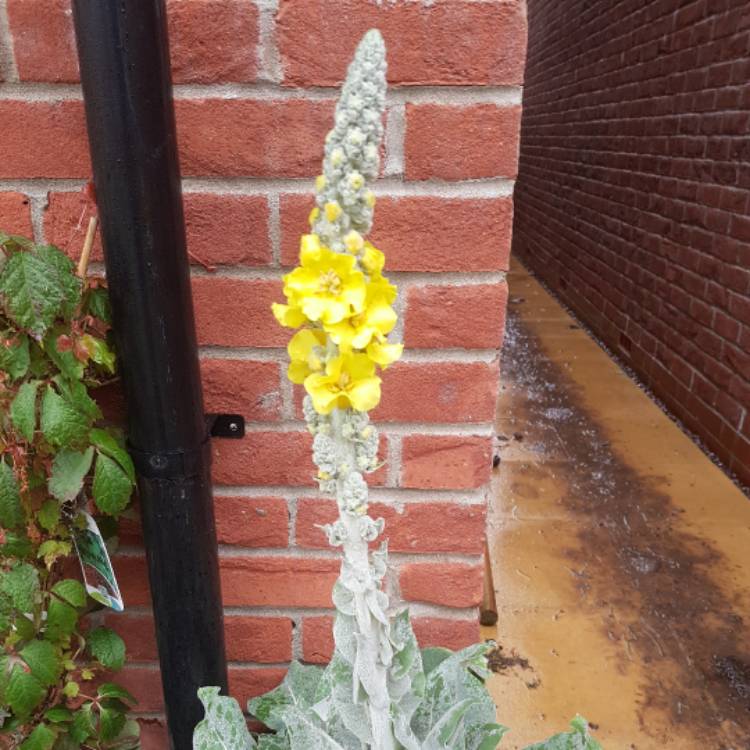 Plant image Verbascum 'Primrose Path'