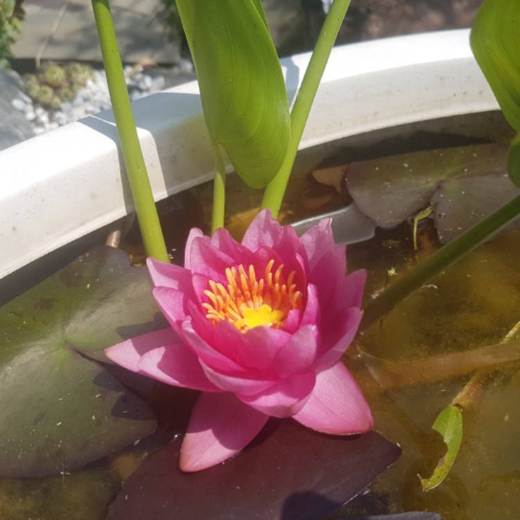 Plant image Nymphaea 'Wanvisa'