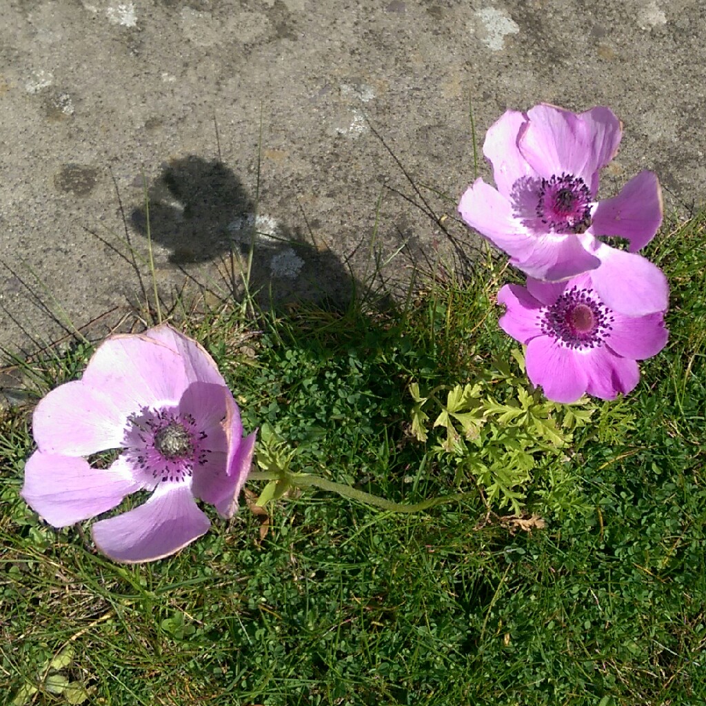 Anemone coronaria De Caen (Mix)