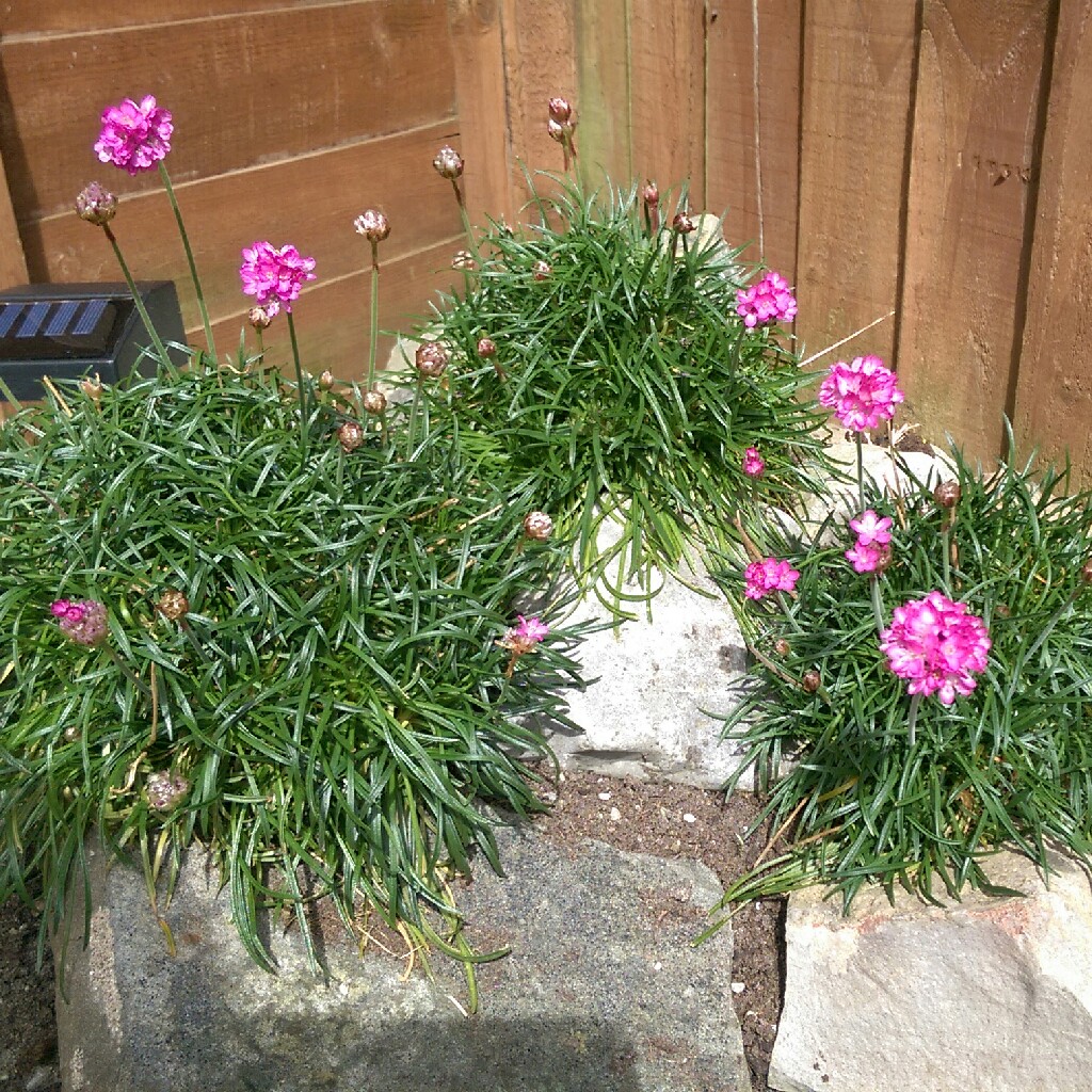 Armeria maritima