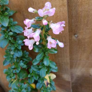 Escallonia