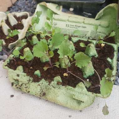 Brassica oleracea