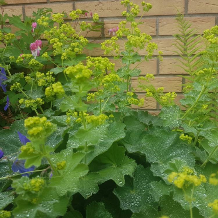 plant image 735799