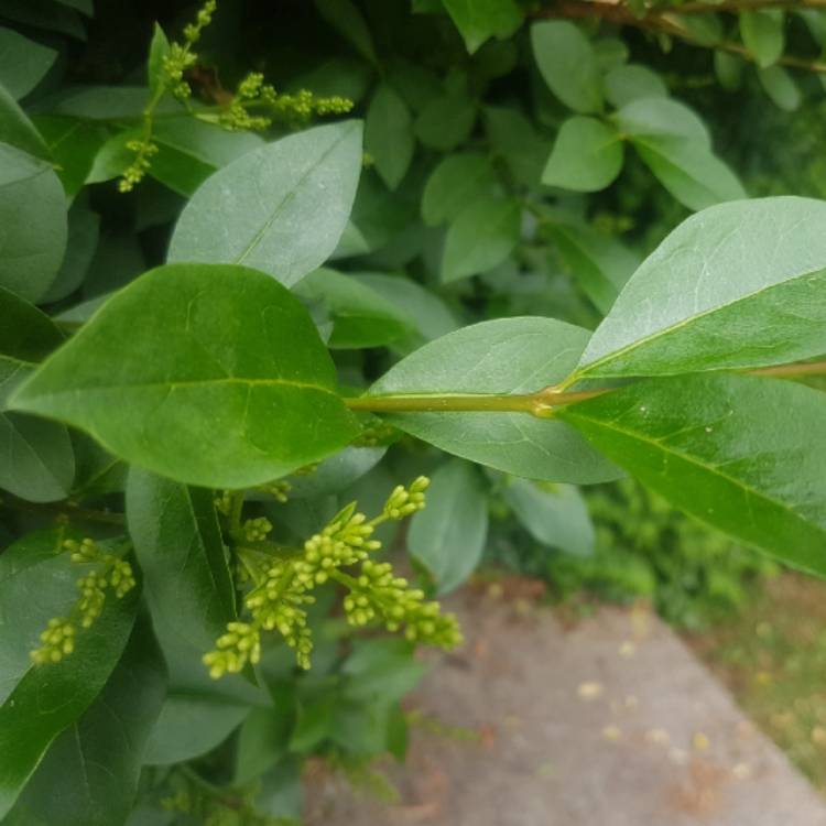 Ligustrum Ovalifolium Privet Uploaded By Craigstarkey