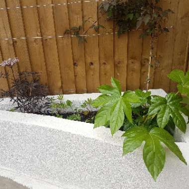 Fatsia japonica  syn. Aralia japonica