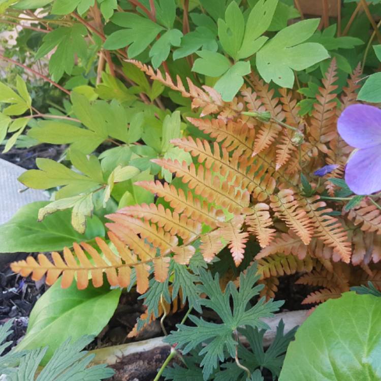 Plant image Dryopteris Erythrosora var. 'Prolifica'
