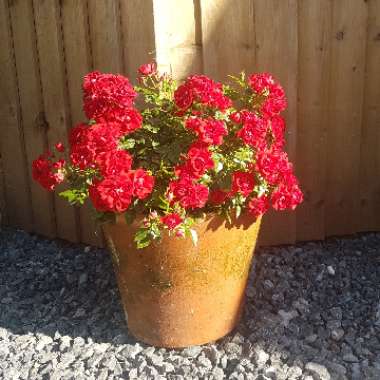 Rosa 'Special Wishes'