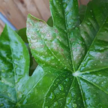 Fatsia japonica  syn. Aralia japonica