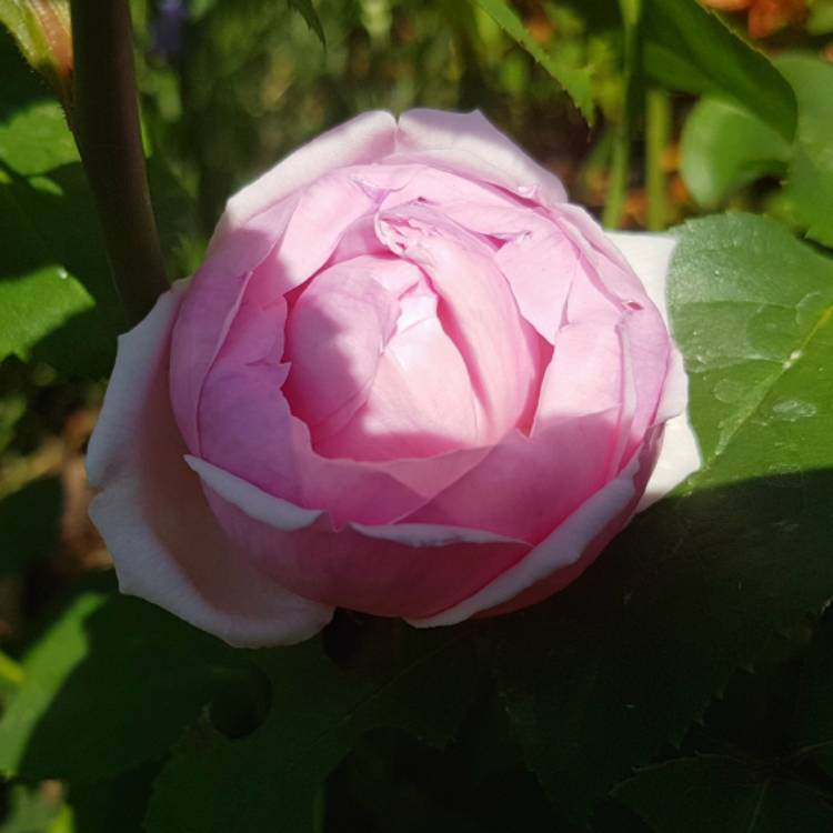 Plant image Rosa 'Ausjess' syn. Rosa 'Pretty Jessica'