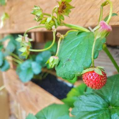 Fragaria x ananassa