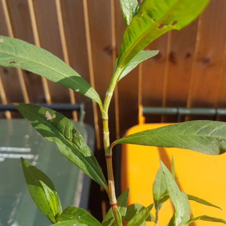 Plant image Persicaria