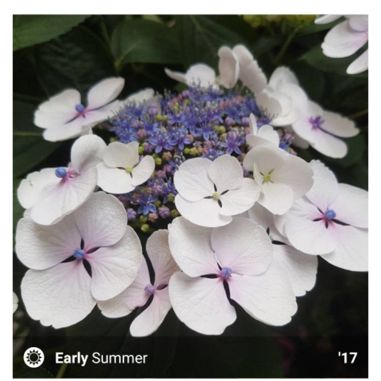 Plant image Hydrangea Macrophylla 'Teller White' syn.  'Libelle'