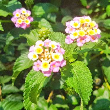 Lantana camara