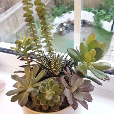 Haworthiopsis attenuata var. attenuata 'Striata' syn. Haworthia attenuata 'Striata'