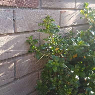 Escallonia