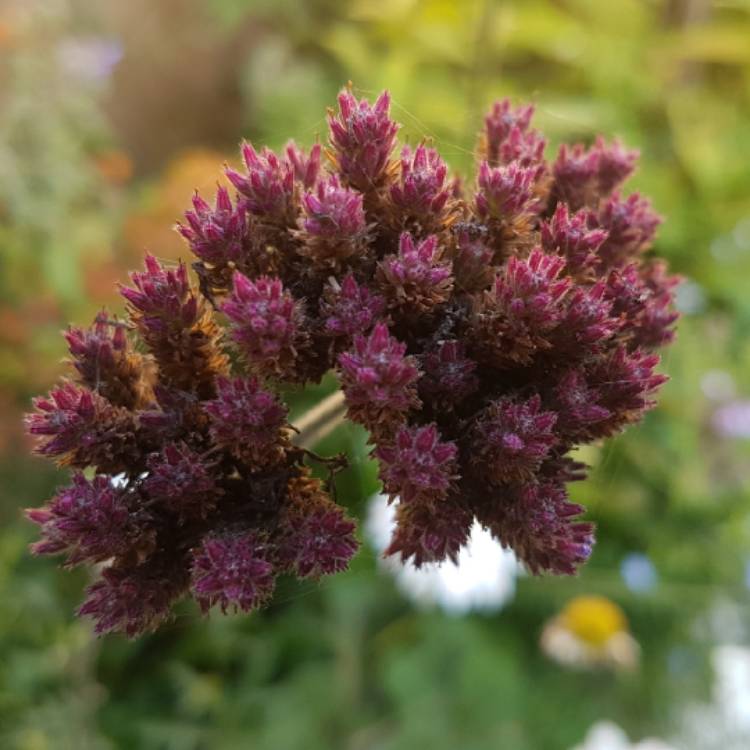plant image 876212 plant image 876212