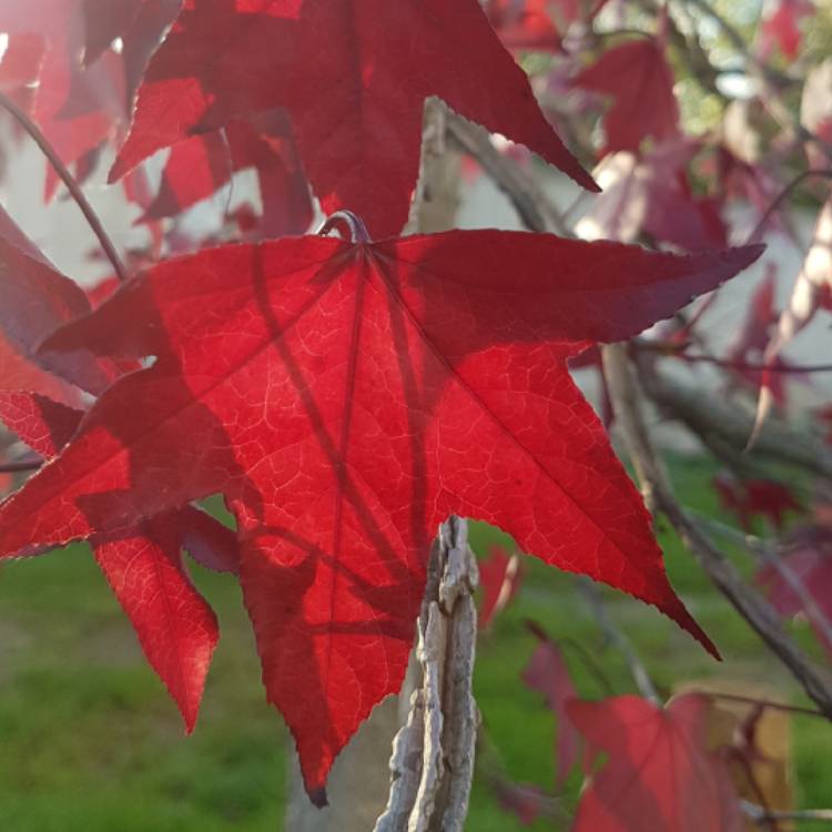 Plant image Acer