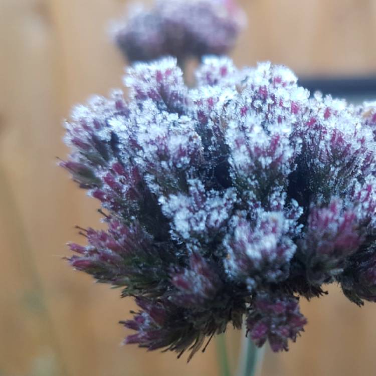 plant image 886035 plant image 886035