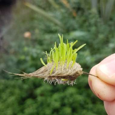 Lagurus ovatus syn. Lagurus ovatus 'Bunny's Tails'
