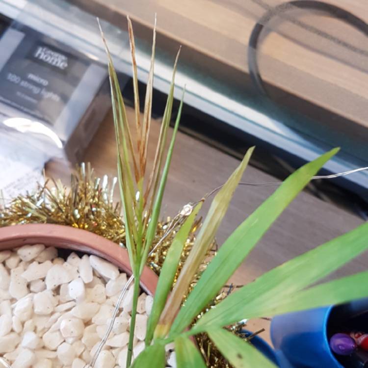 plant image 907918