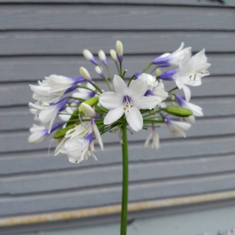 plant image 845187