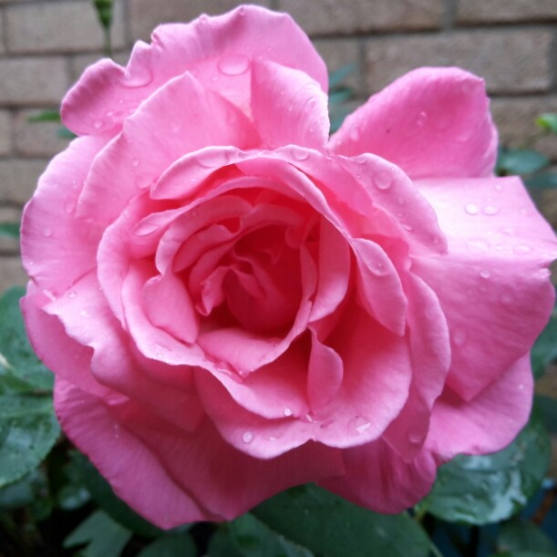 Plant image Rosa 'Prima Ballerina'