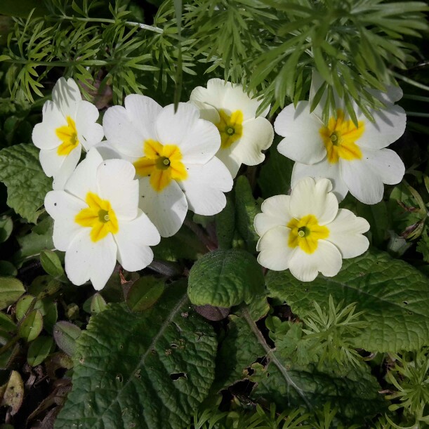 plant image 22320