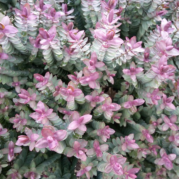 Hebe 'Red Edge'