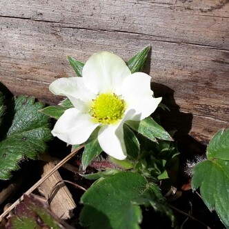 Fragaria x ananassa 'Cambridge Favourite'