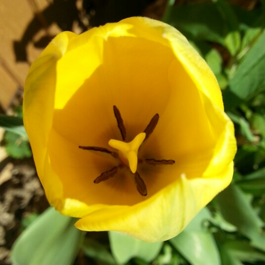 Tulipa