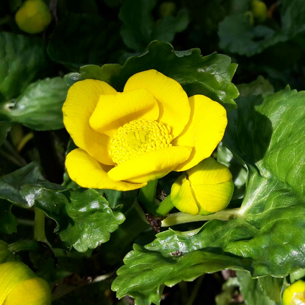 Caltha palustris syn. Caltha cornuta
