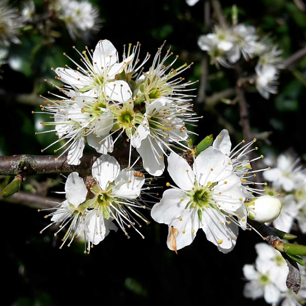 Prunus Spinosa