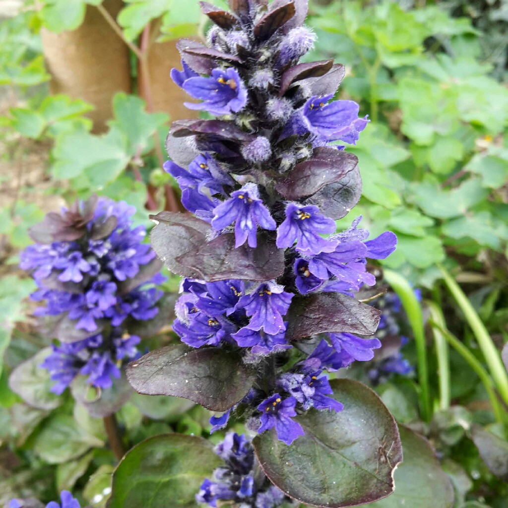 Ajuga reptans
