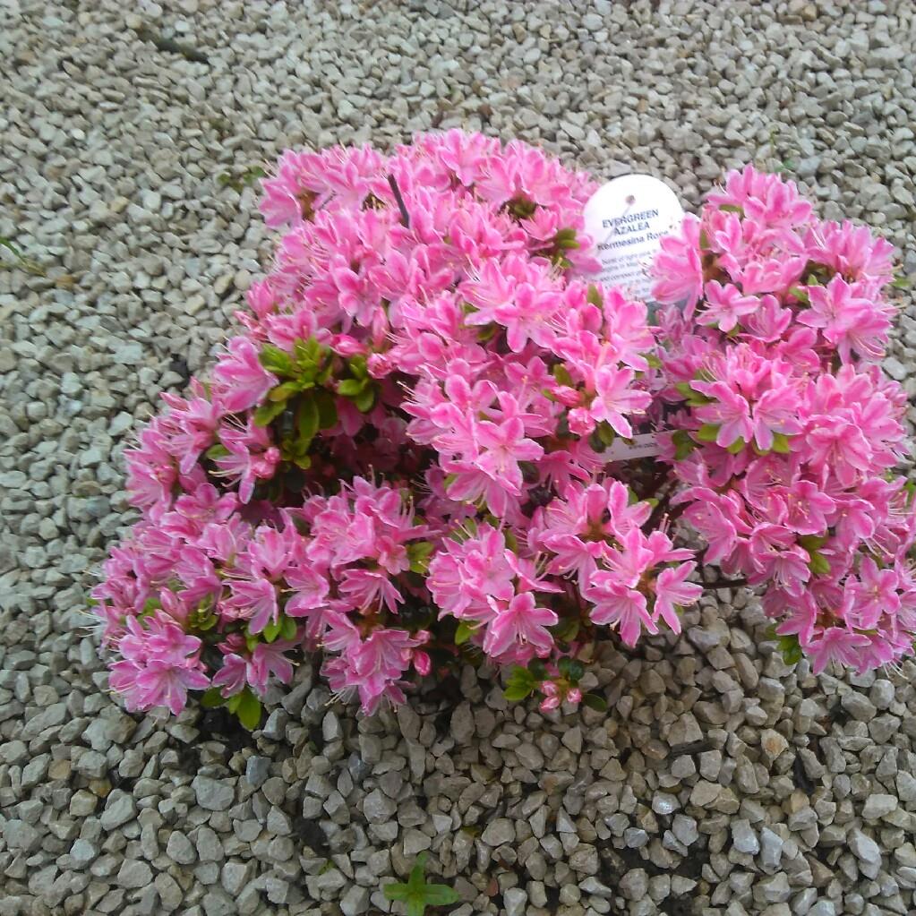 plant image 82463