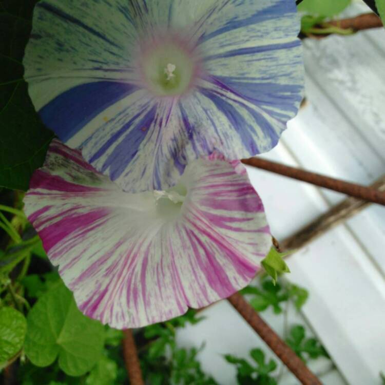Plant image Ipomoea purpurea 'Carnival de Venezia'