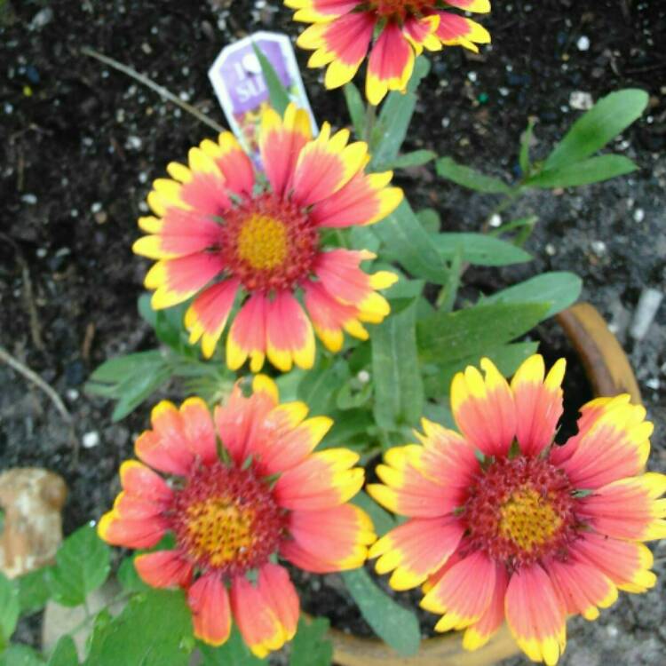 Plant image Gaillardia x grandiflora 'Arizona Sun' syn. Gaillardia 'Arizona Sun'