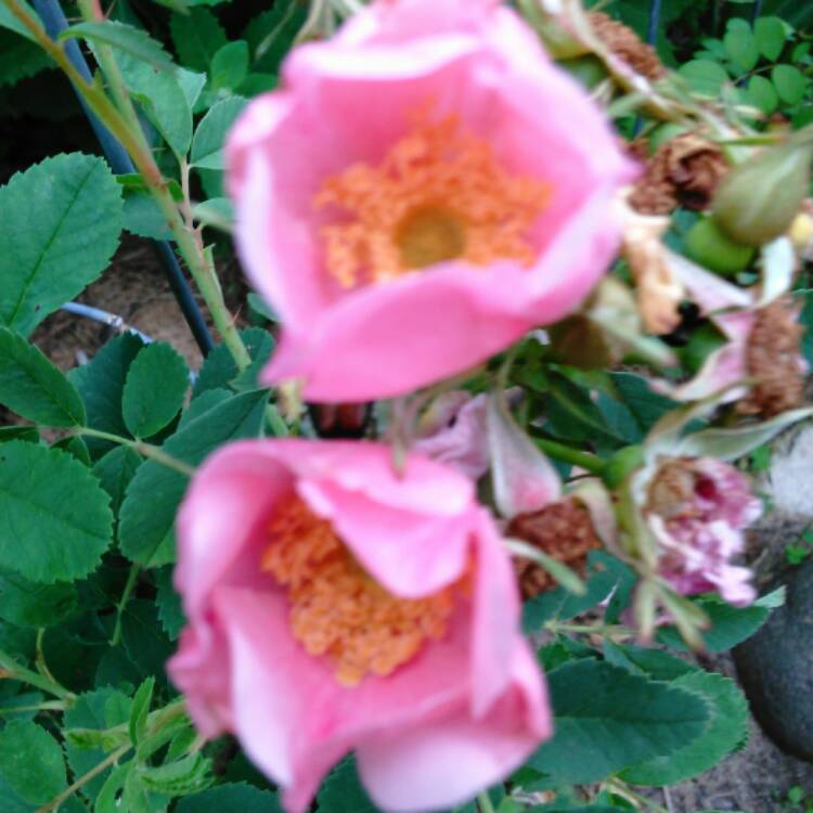 plant image 543674