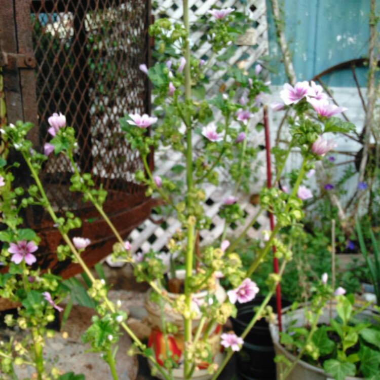 Plant image Malva sylvestris 'Mauritiana'