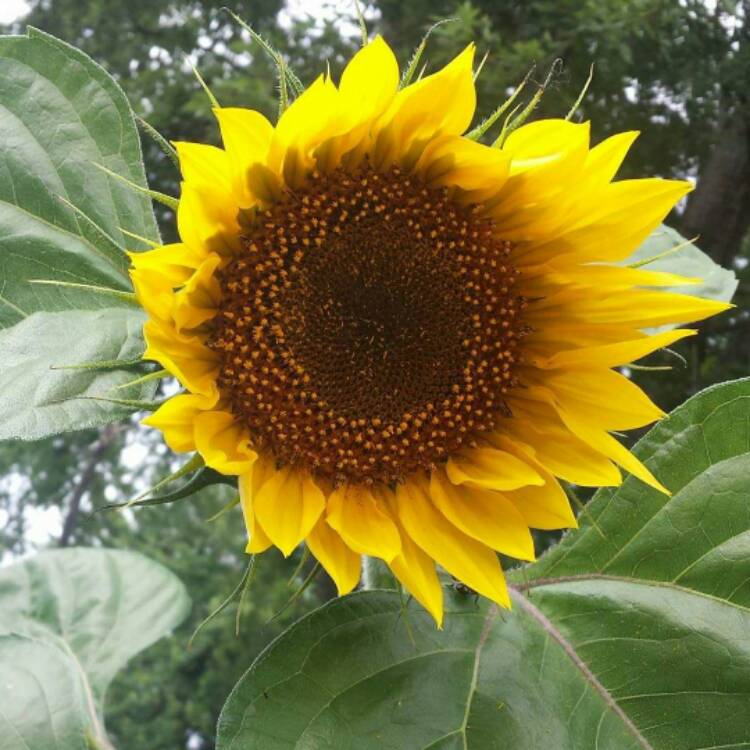 plant image 608224