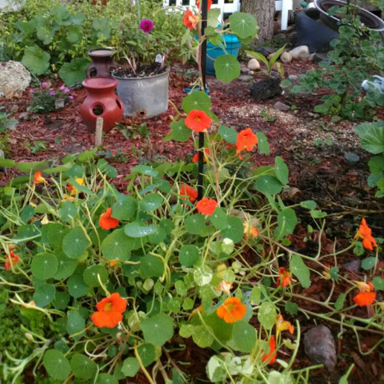 Plant image Tropaeolum majus 'Gleam Hybrids'