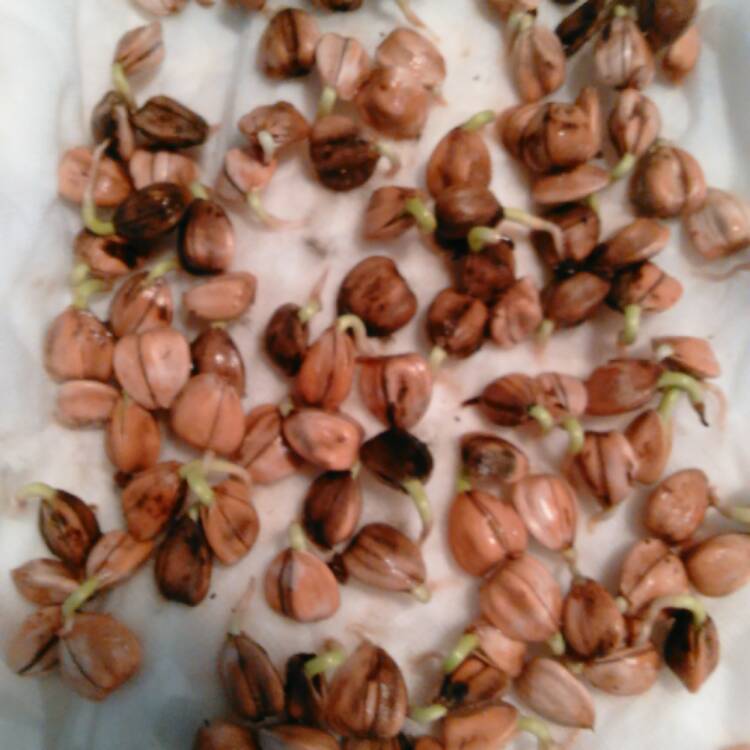 plant image 622904