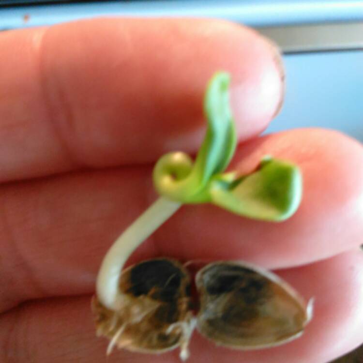 plant image 629675 plant image 629675