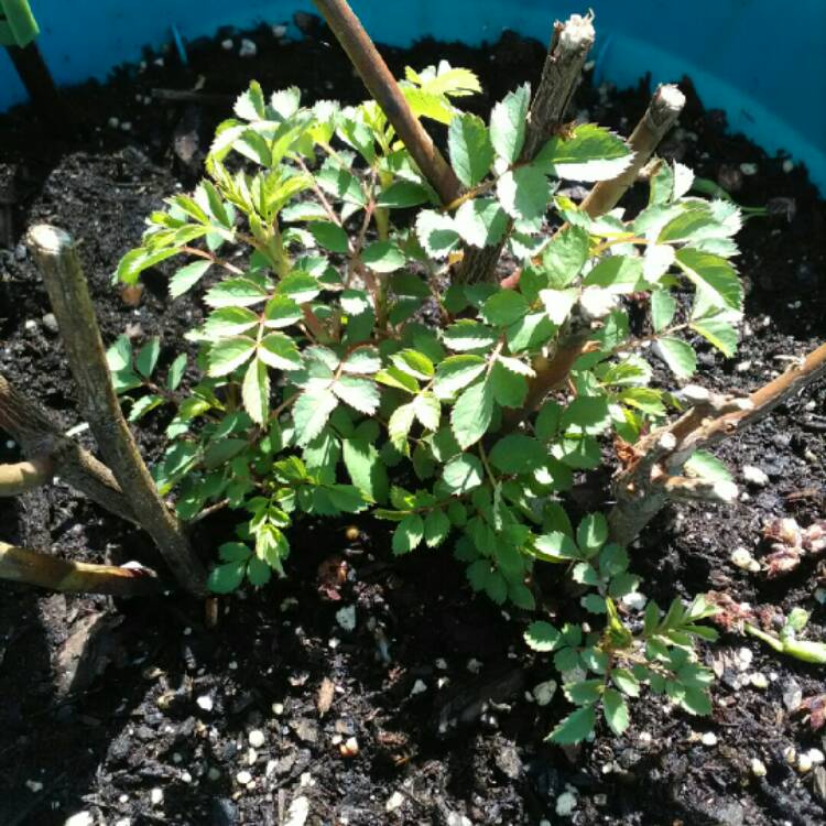 Plant image Rosa laevigata