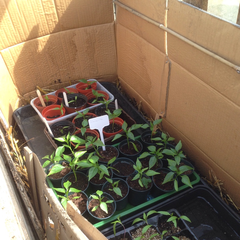 Capsicum Annuum 'Cayenne'