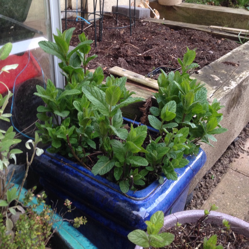 plant image 49472