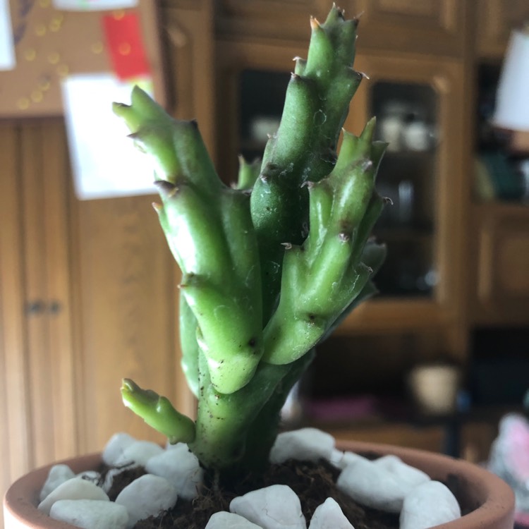 Plant image Caralluma sprengeri syn. Orbea sprengeri