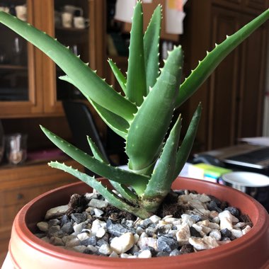 Aloe Perfoliata