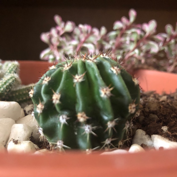 plant image 1029877