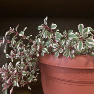 Sedum Spurium Tricolor